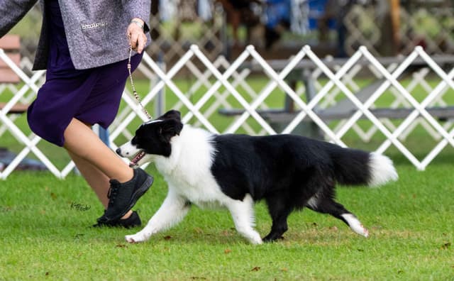 Border Collie Puppies media 12