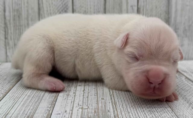 AKC Boxer Puppies--75% Euro media 2