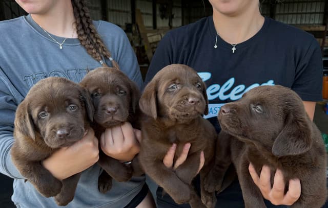 Labrador Retriever Puppies media 2