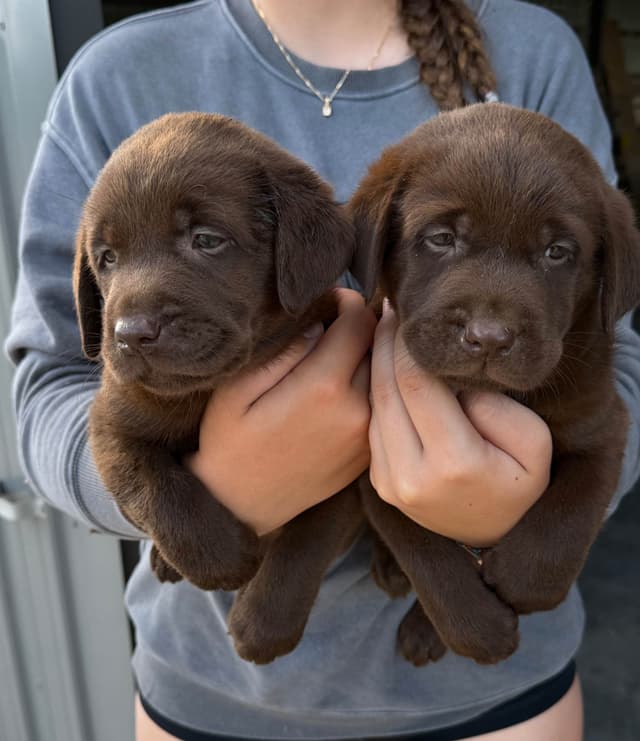 Labrador Retriever Puppies media 3