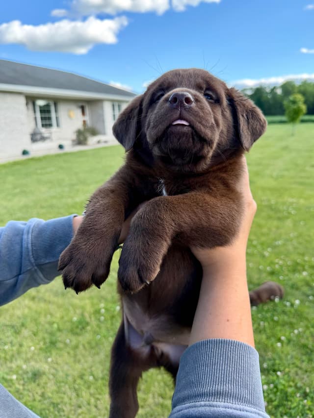 Labrador Retriever Puppies media 4