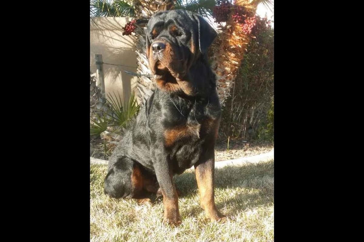 Rottweiler Puppies breeder image 2