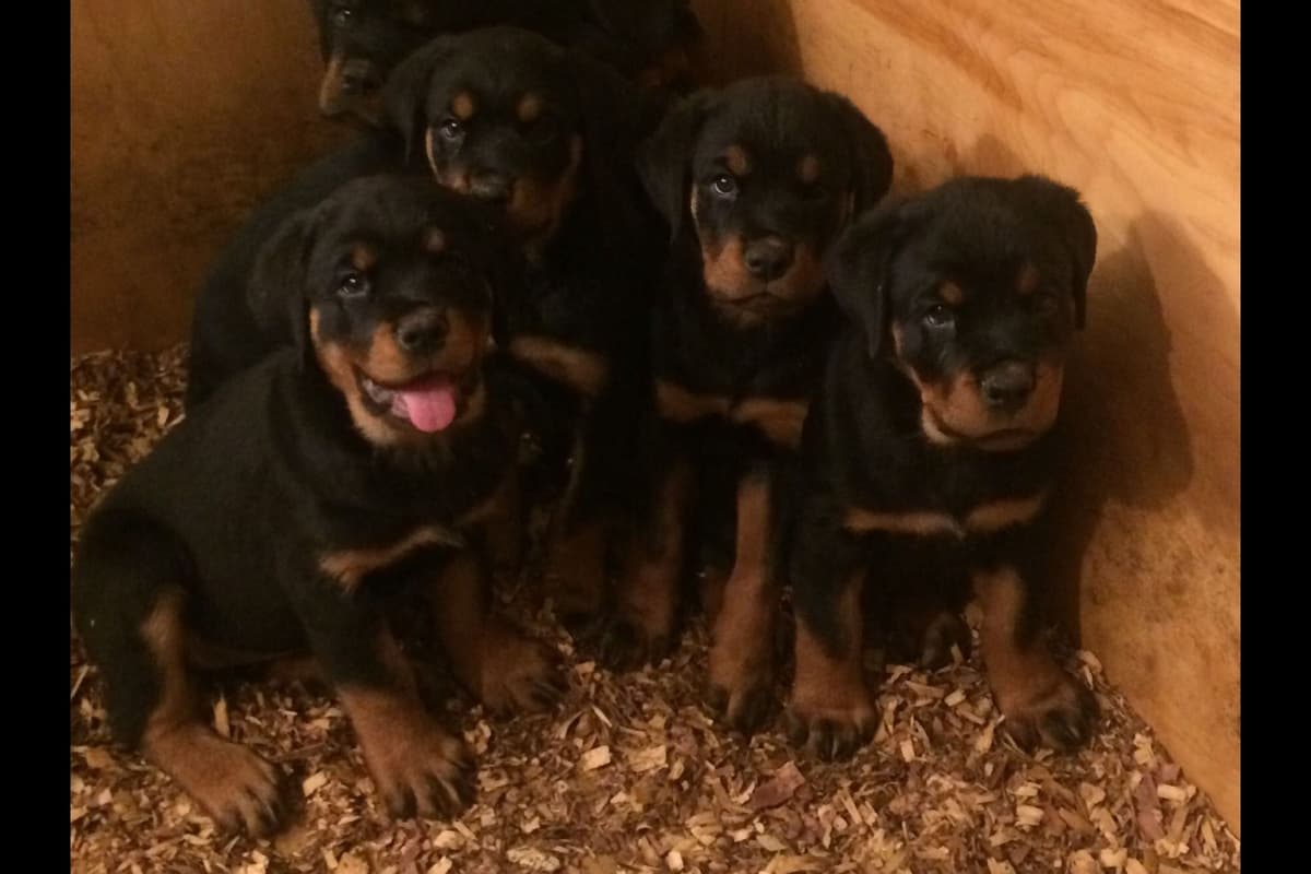 Rottweiler Puppies breeder image 3