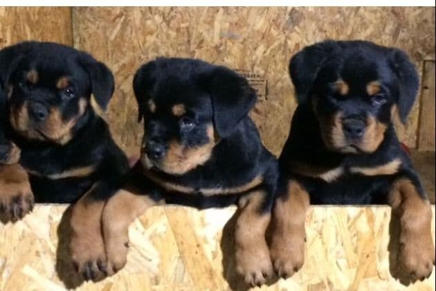 Rottweiler Puppies breeder image 4