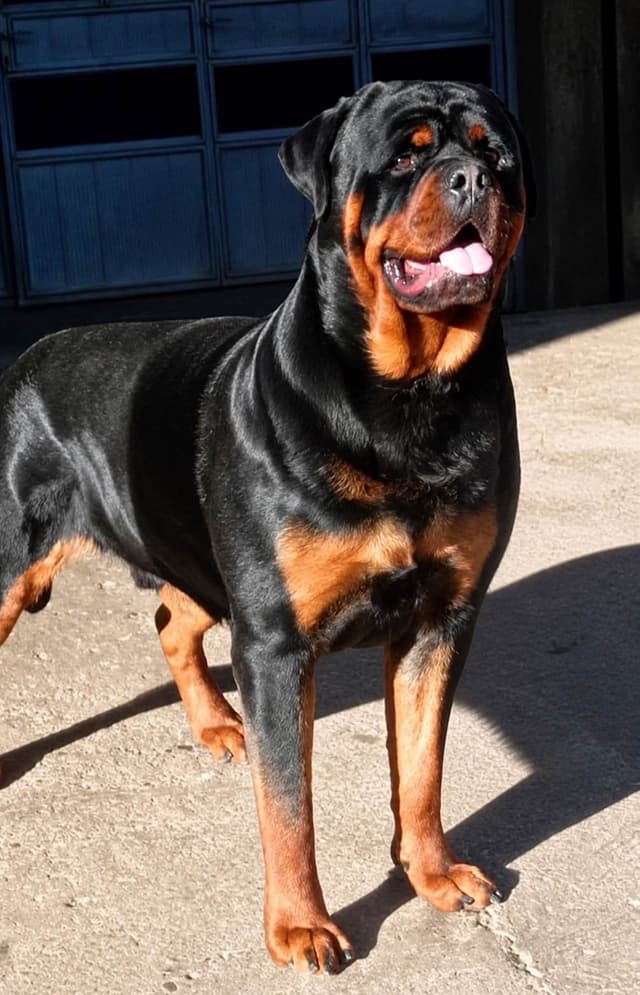 Rottweiler Puppies media 2