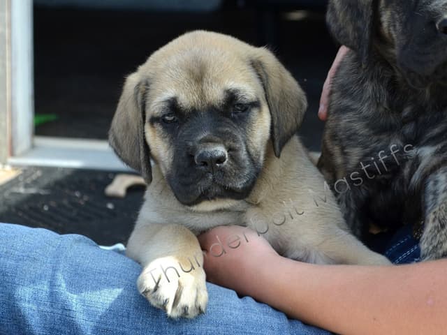 English Mastiff Puppies media 2