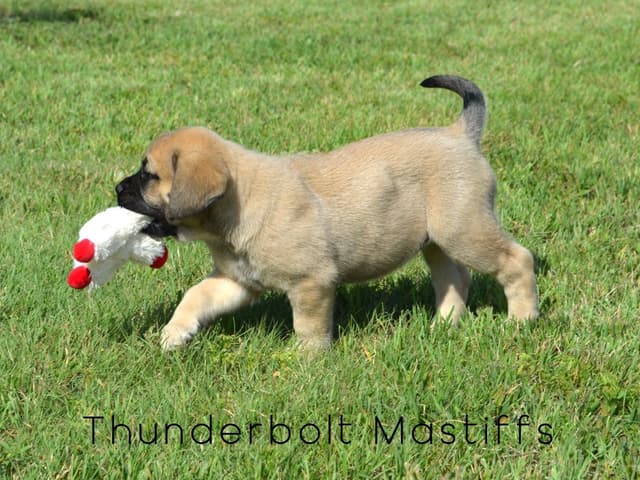 English Mastiff Puppies media 3