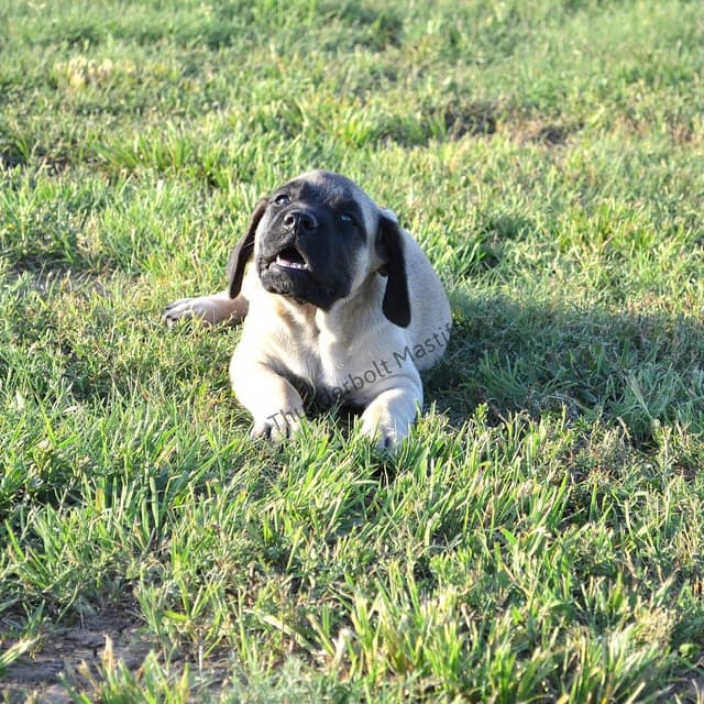 English Mastiff Puppies media 4