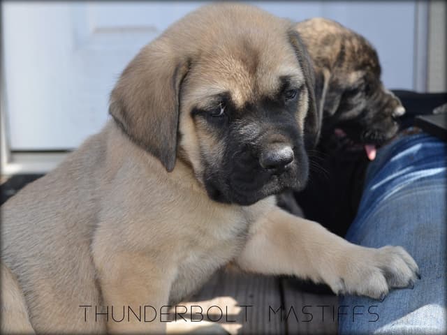 English Mastiff Puppies media 6