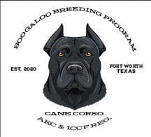 Cane Corso Puppies breeder image 1