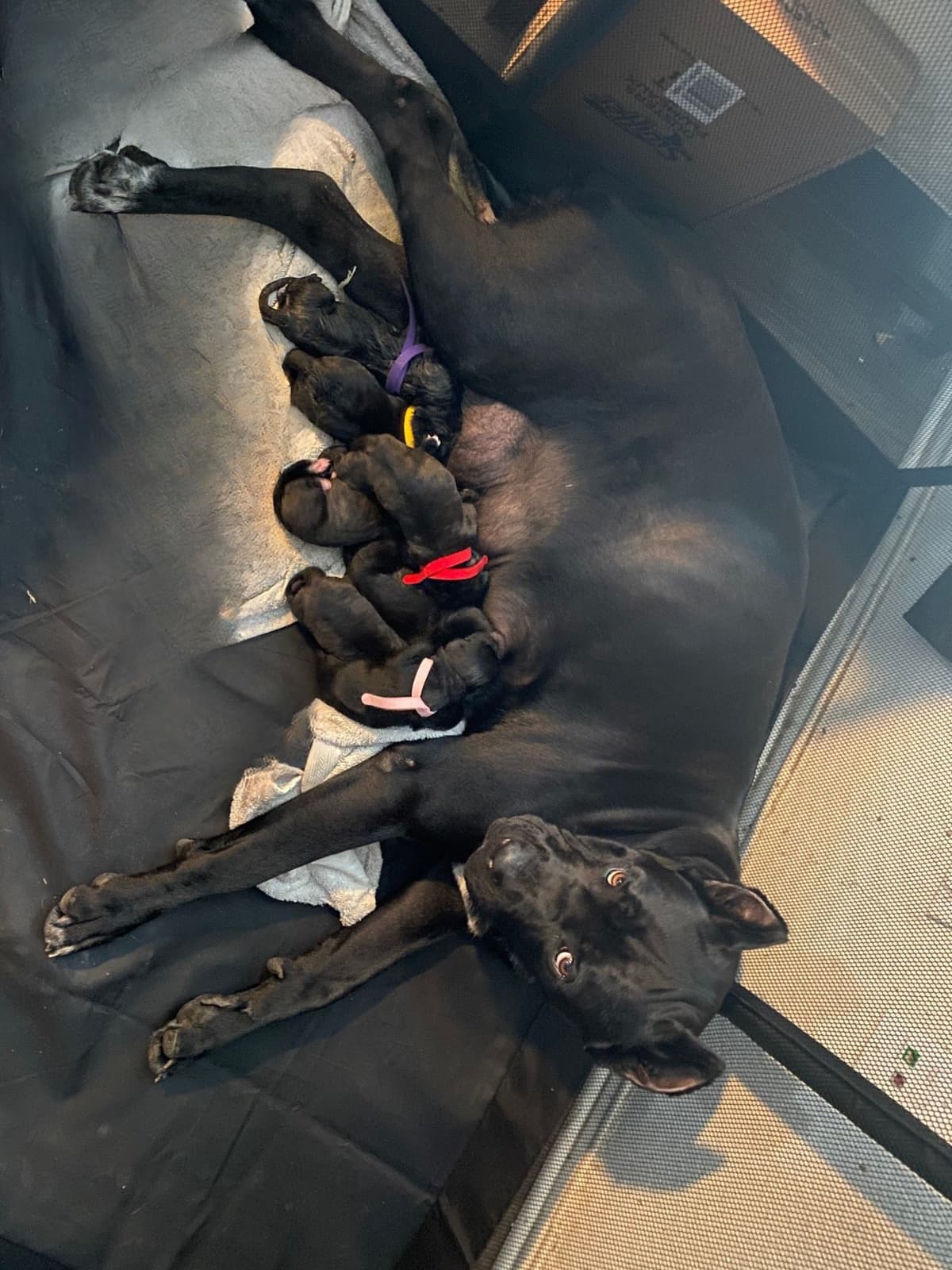 Cane Corso Puppies breeder image 3