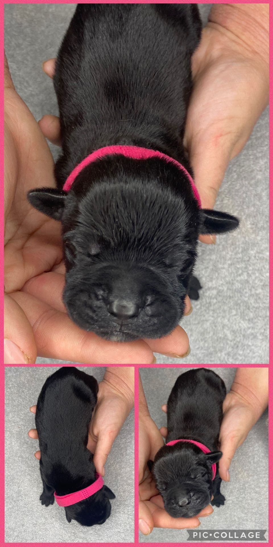 Cane Corso Puppies breeder image 4