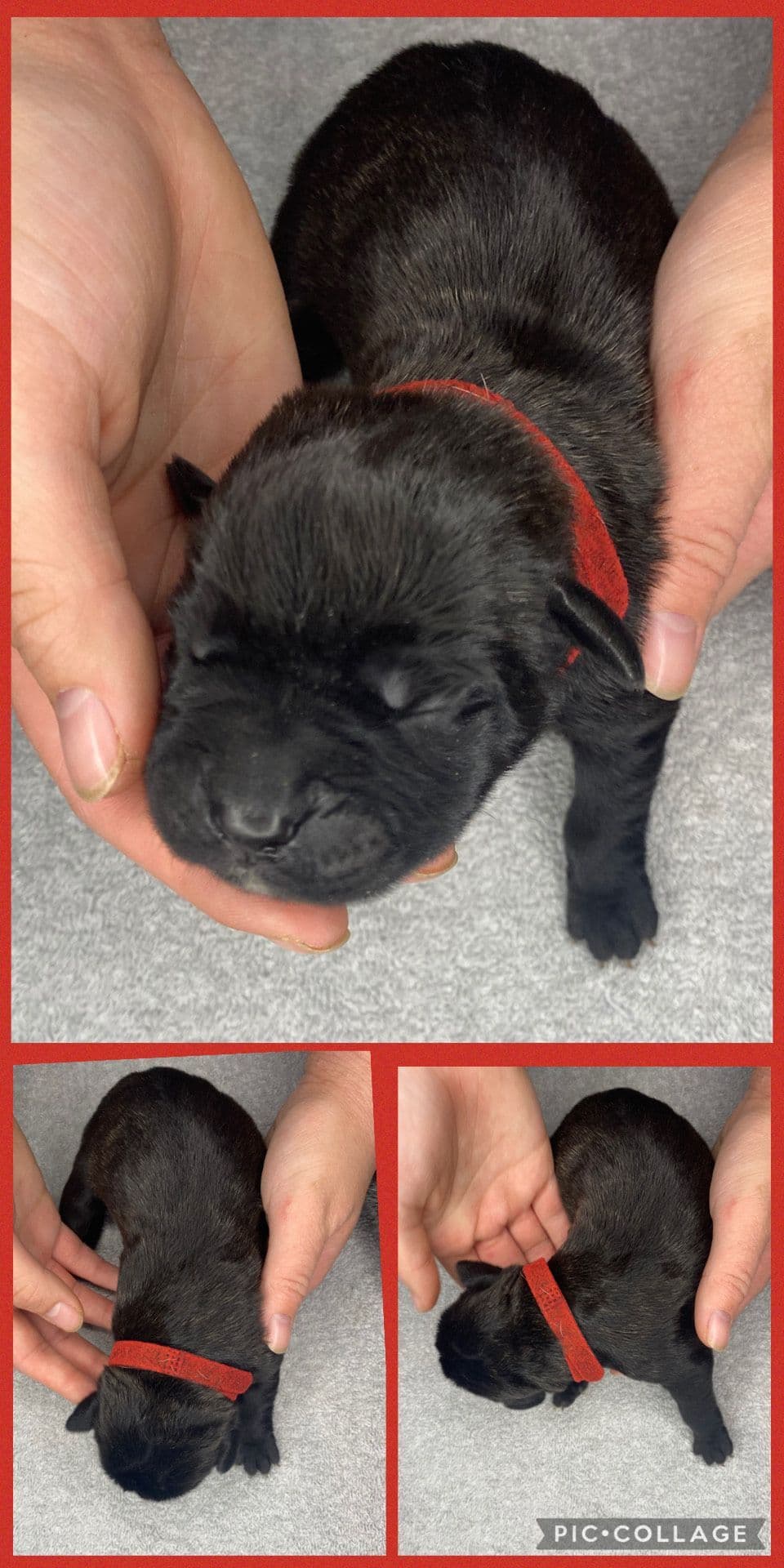 Cane Corso Puppies breeder image 5