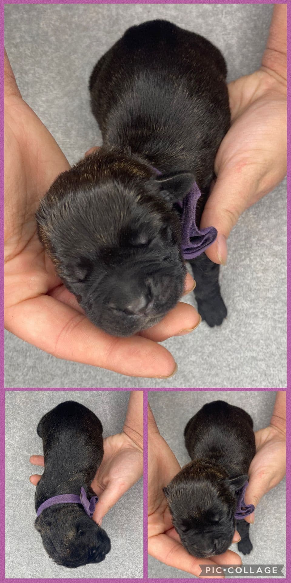 Cane Corso Puppies breeder image 6