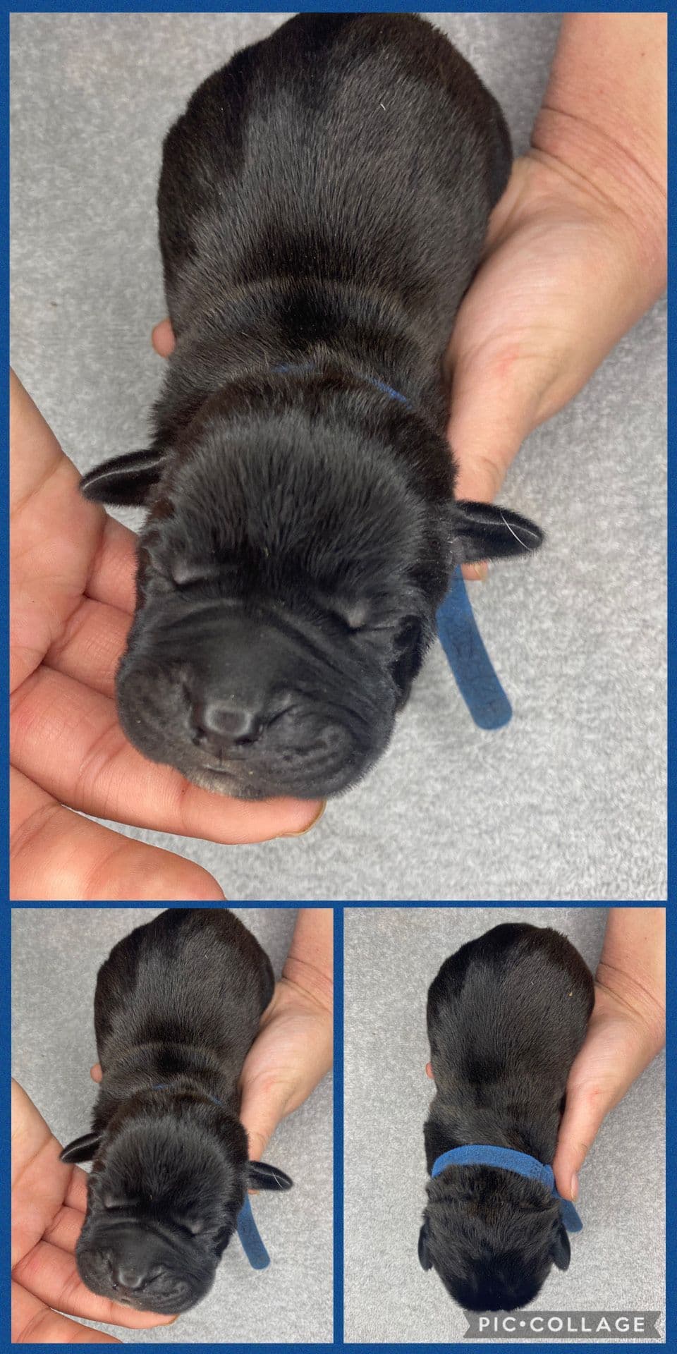 Cane Corso Puppies breeder image 7