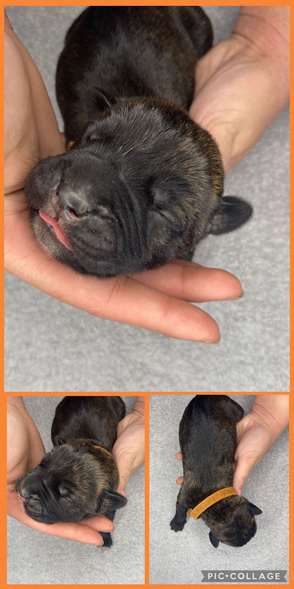 Cane Corso Puppies breeder image 8