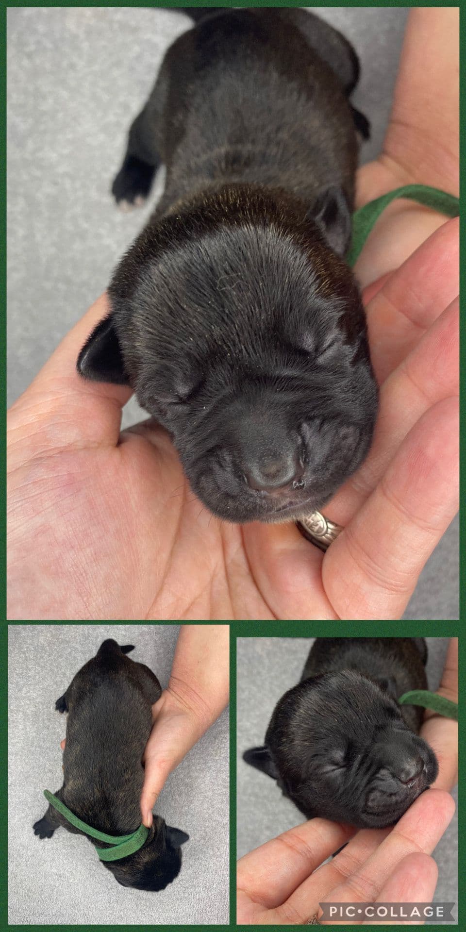 Cane Corso Puppies breeder image 10