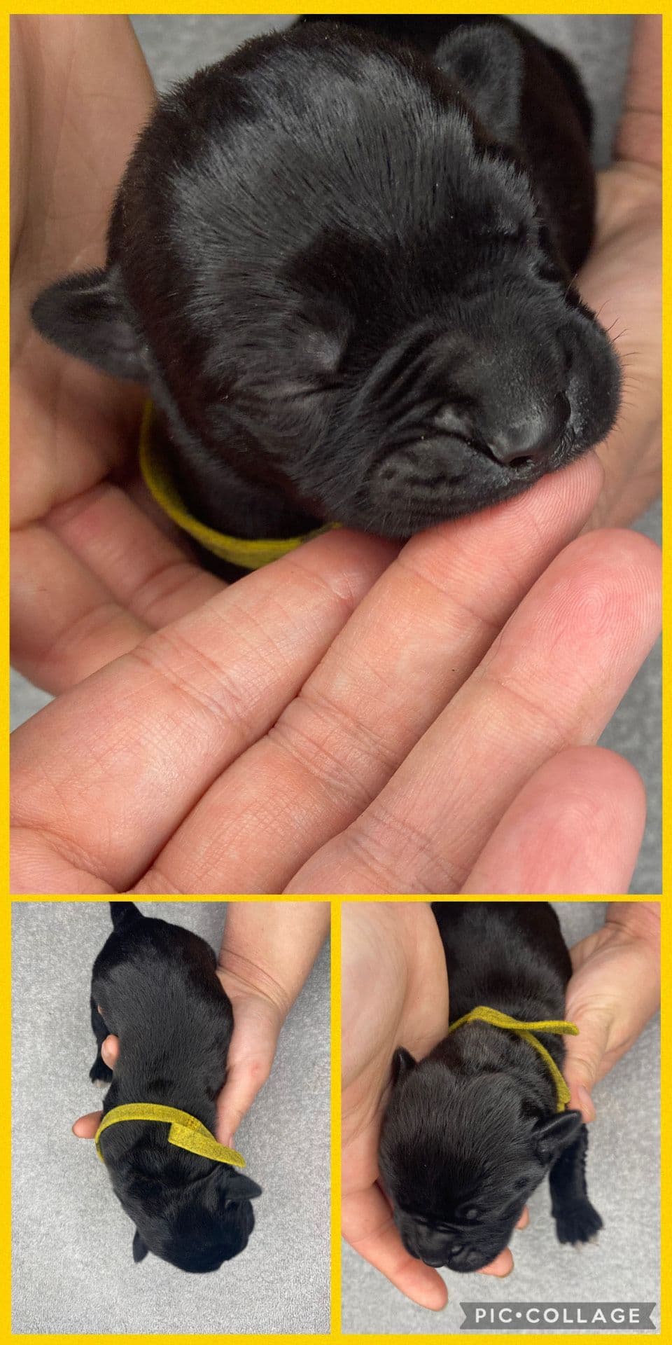 Cane Corso Puppies breeder image 9