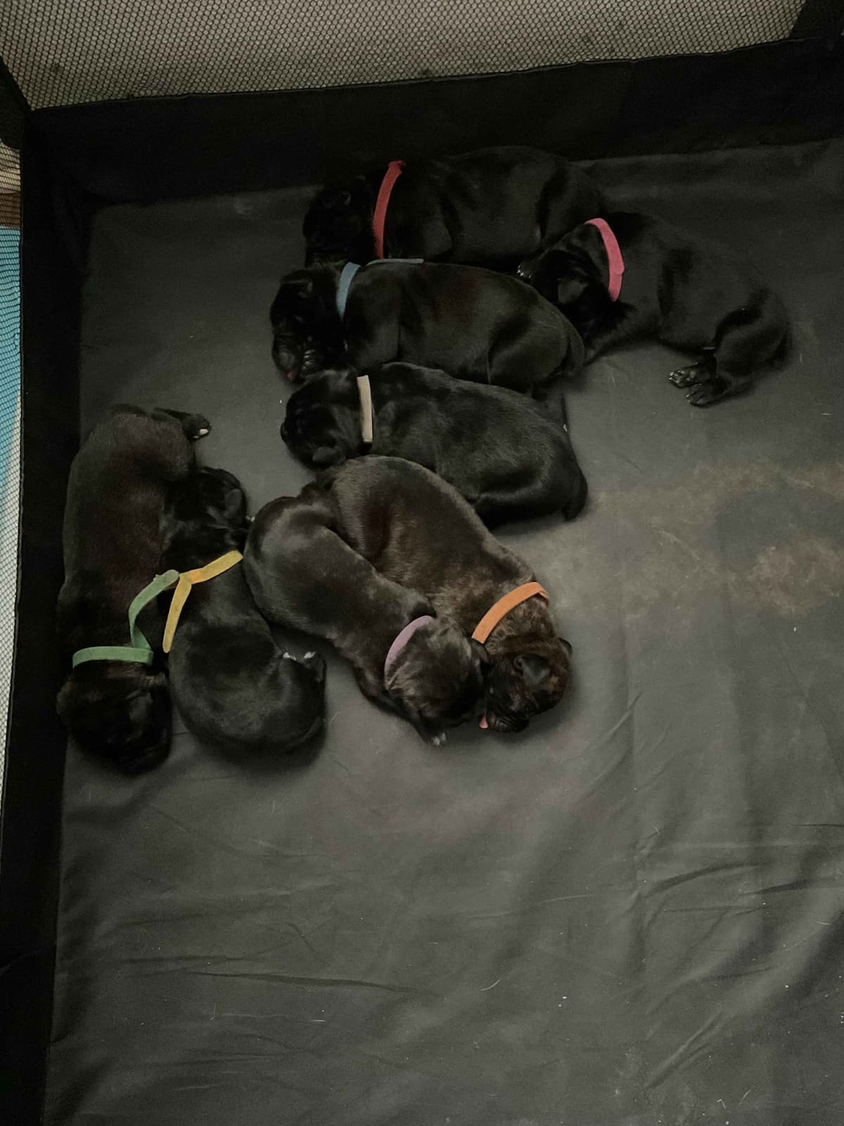 Cane Corso Puppies breeder image 12