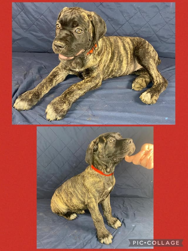 Cane Corso Puppies media 3