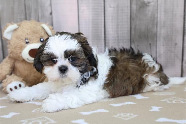 Shih Tzu Puppies media 2
