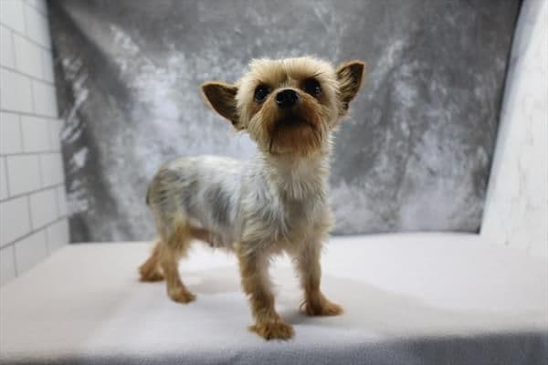 Yorkshire Terrier Puppies media 2