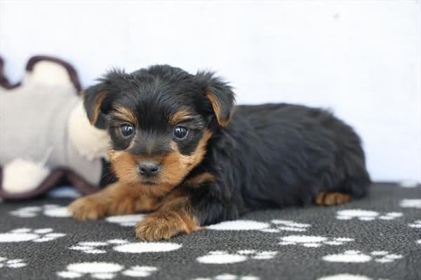 Yorkshire Terrier Puppies media 3