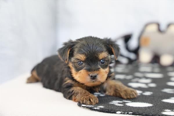 Yorkshire Terrier Puppies media 4