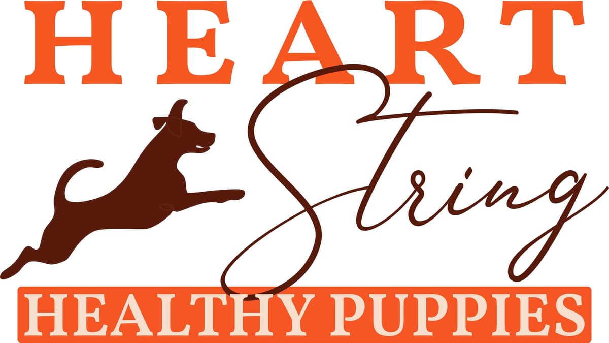 Shih Tzu Puppies breeder image 1
