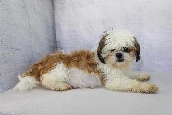 Shih Tzu Puppies media 2