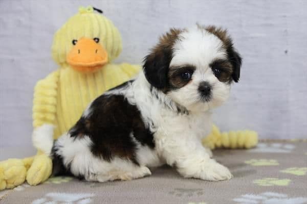 Shih Tzu Puppies media 3