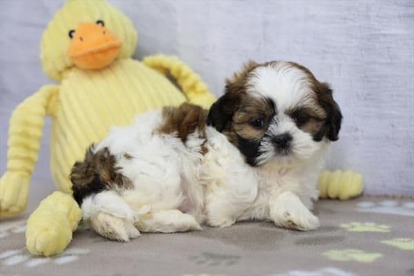 Shih Tzu Puppies media 5