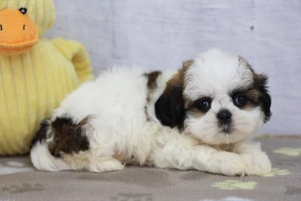 Shih Tzu Puppies media 6