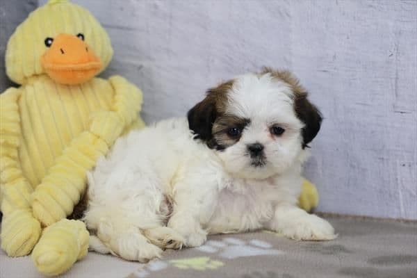 Shih Tzu Puppies media 7
