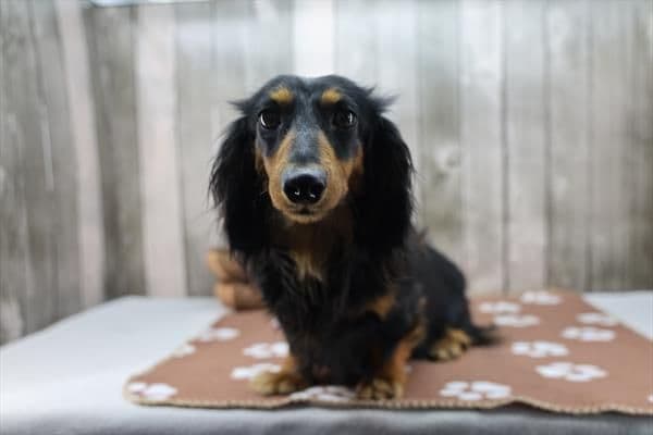 Dachshund Puppies media 2