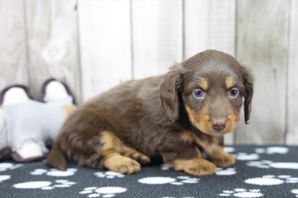 Dachshund Puppies media 3