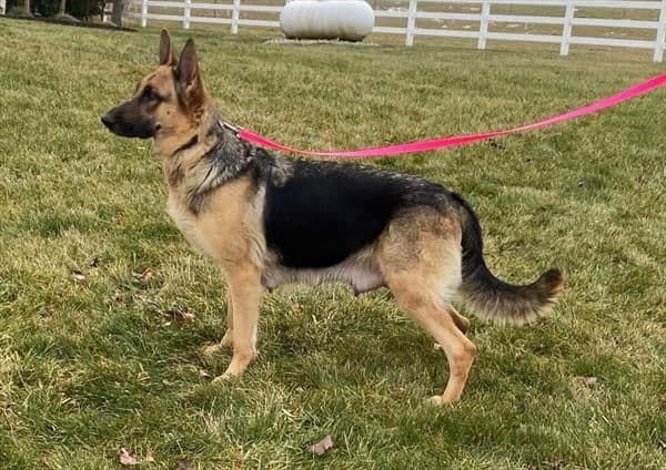 German Shepherd Dog Puppies media 2