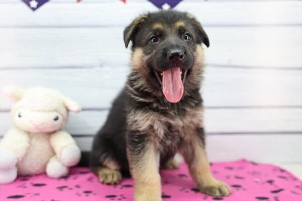 German Shepherd Dog Puppies media 3