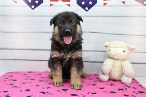German Shepherd Dog Puppies media 4