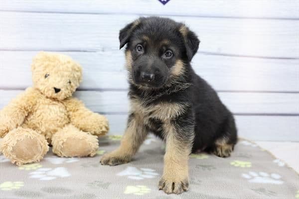German Shepherd Dog Puppies media 6