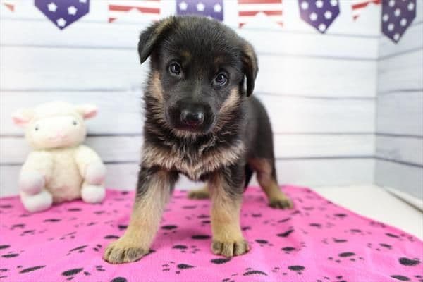 German Shepherd Dog Puppies media 7
