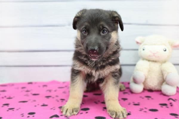 German Shepherd Dog Puppies media 8