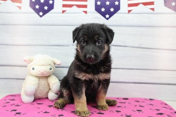 German Shepherd Dog Puppies media 9
