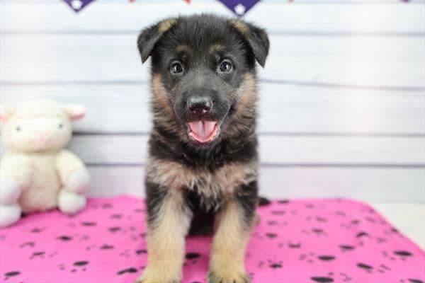 German Shepherd Dog Puppies media 5