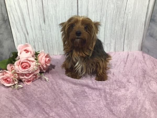 Yorkshire Terrier Puppies media 2