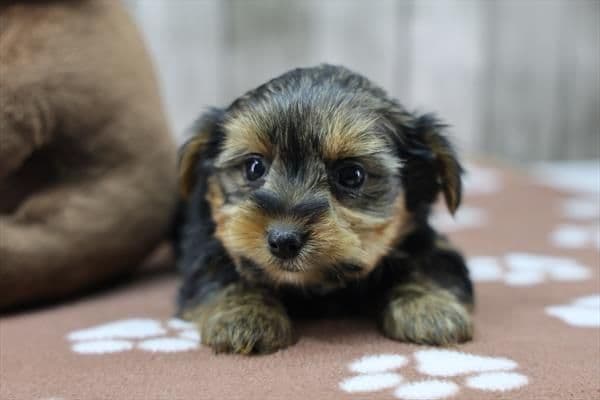 Yorkshire Terrier Puppies media 3