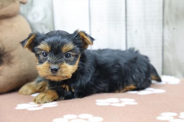 Yorkshire Terrier Puppies media 4