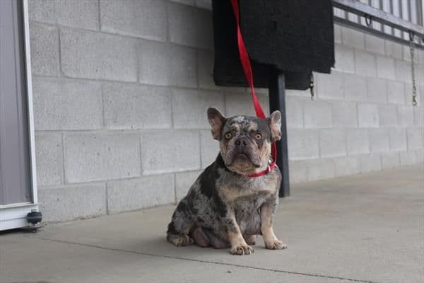 French Bulldog Puppies media 2