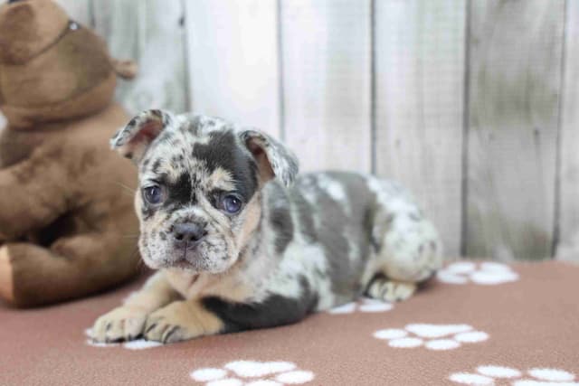 French Bulldog Puppies media 3