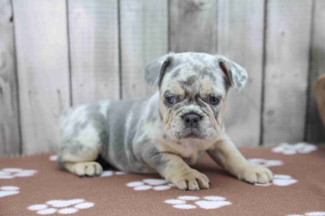 French Bulldog Puppies media 4